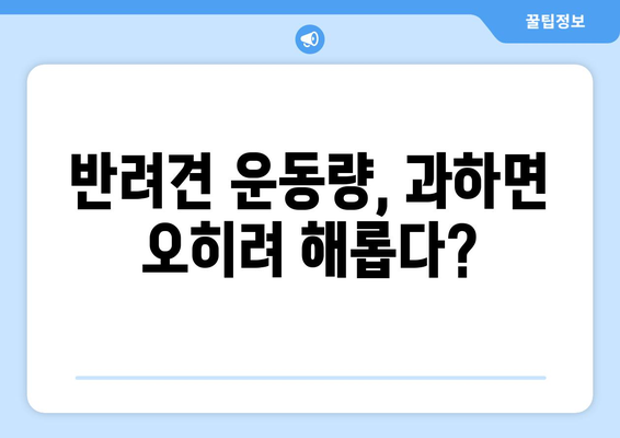 나이에 맞는 반려견 운동량 조절법