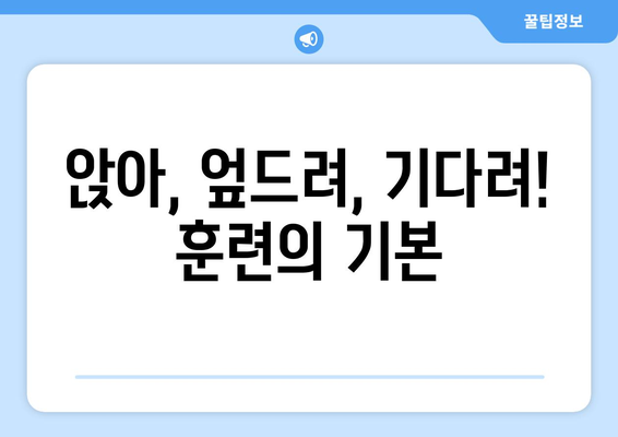 꼭 필요한 강아지 훈련 명령어 모음