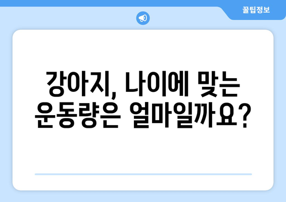 나이에 맞는 반려견 운동량 조절법